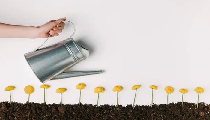 Вирощування квітів на дому - як заробити на хризантемах