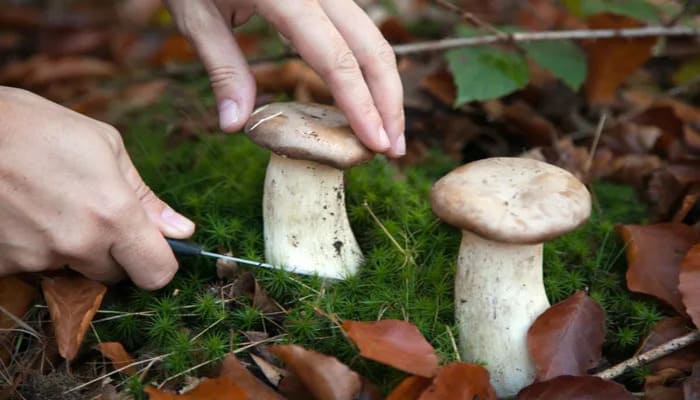 Як зробити успішний бізнес на білих грибах?